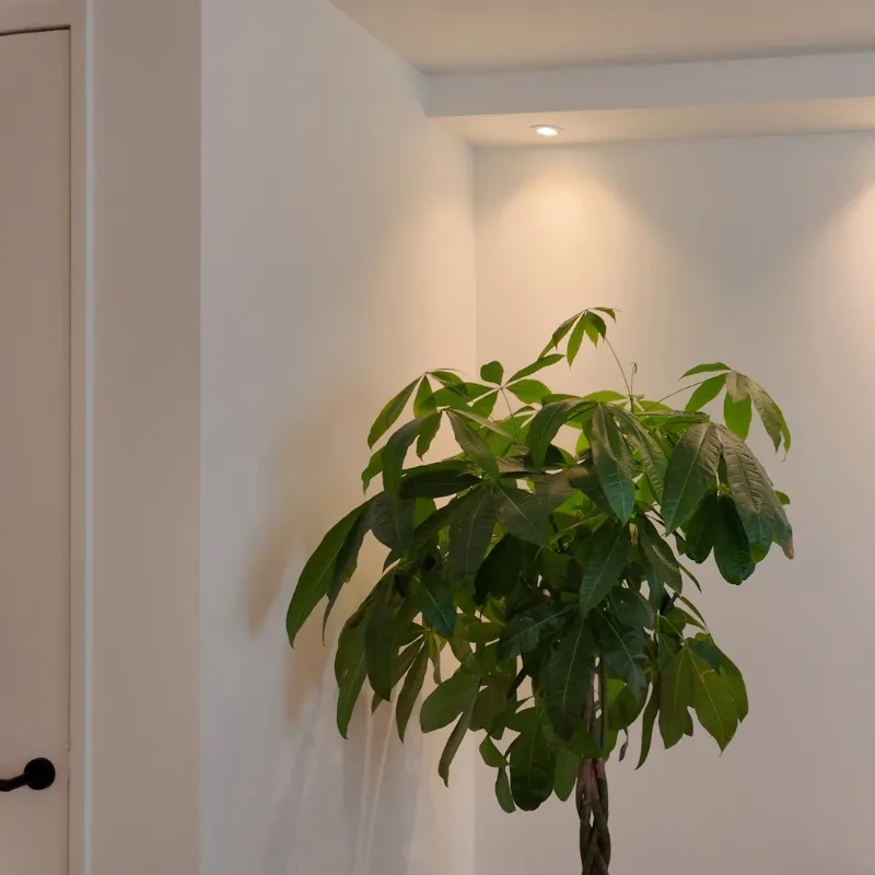 Lichte woonkamerhoek met een plant, scherpe aansluiting tussen wand, plafond en deurkozijn